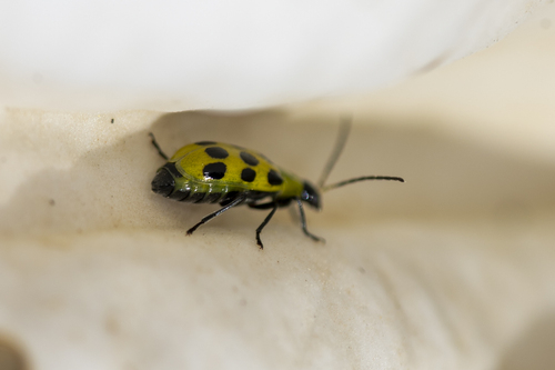 iNaturalist observation photo of Spotted Cucumber Beetle