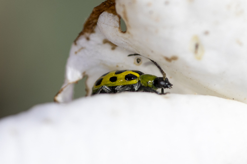 iNaturalist observation photo of Spotted Cucumber Beetle