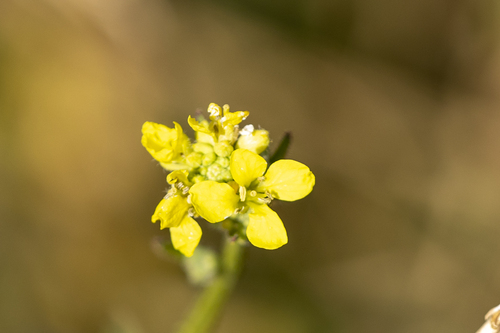 iNaturalist observation photo of Shortpod Mustard