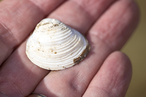 iNaturalist observation photo of Asian Clam