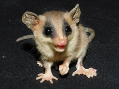 Balsas Gray Mouse Opossum photo 3