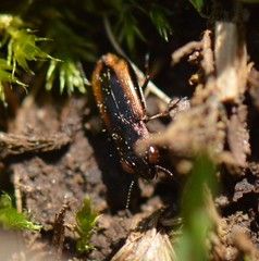 Notiophilus sylvaticus