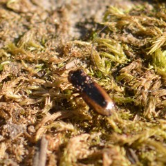 Notiophilus sylvaticus