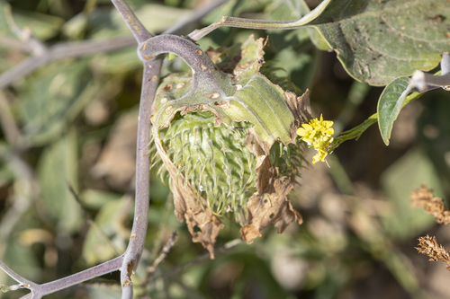 iNaturalist observation photo of Sacred Datura