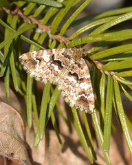 Enchoria lacteata