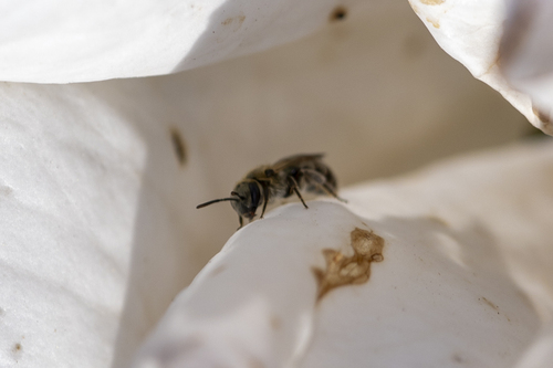 iNaturalist observation photo of Metallic Sweat Bees