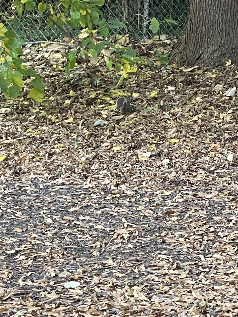 Eastern Gray Squirrel from NC State University, Raleigh, NC, US on ...