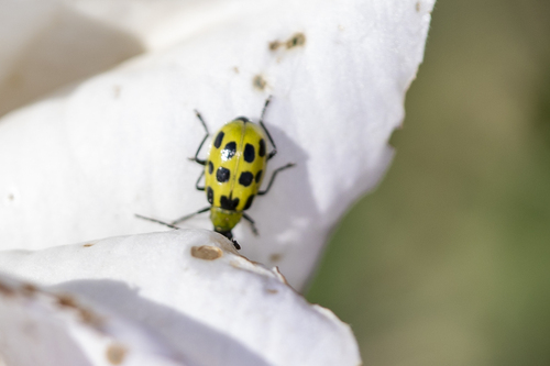 iNaturalist observation photo of Spotted Cucumber Beetle