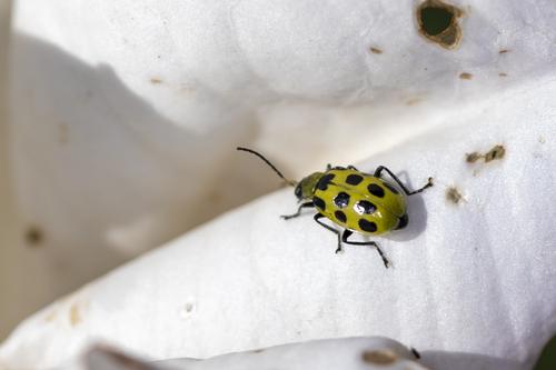 iNaturalist observation photo of Spotted Cucumber Beetle