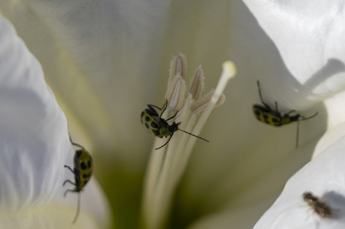 iNaturalist observation photo of Spotted Cucumber Beetle