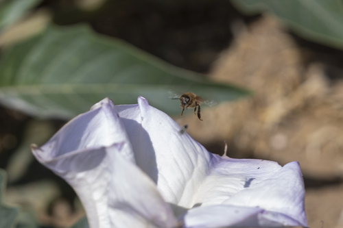 iNaturalist observation photo of Western Honey Bee