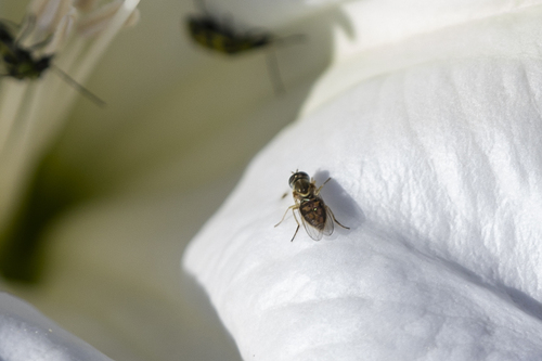 iNaturalist observation photo of Margined Calligrapher