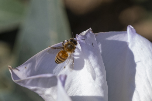 iNaturalist observation photo of Western Honey Bee