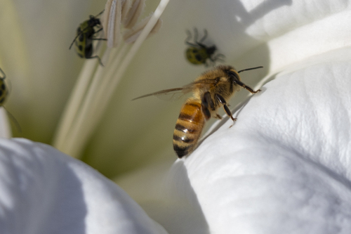 iNaturalist observation photo of Western Honey Bee
