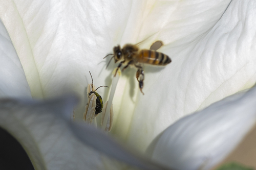 iNaturalist observation photo of Western Honey Bee