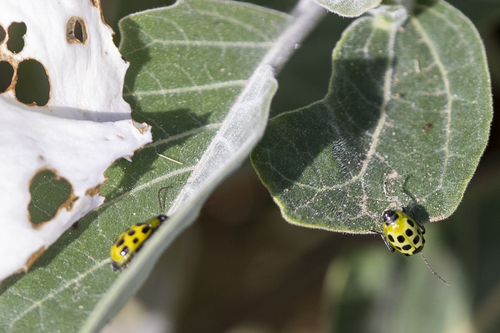 iNaturalist observation photo of Spotted Cucumber Beetle