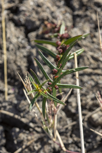 iNaturalist observation photo of Scarlet Toothcup