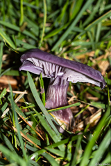 Agaricales
