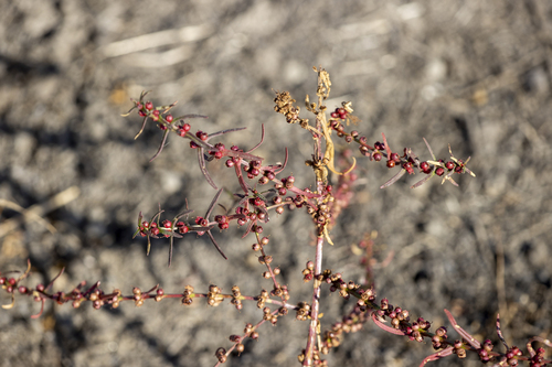 iNaturalist observation photo of Scarlet Toothcup