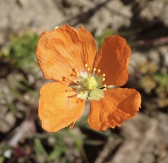 Papaver californicum