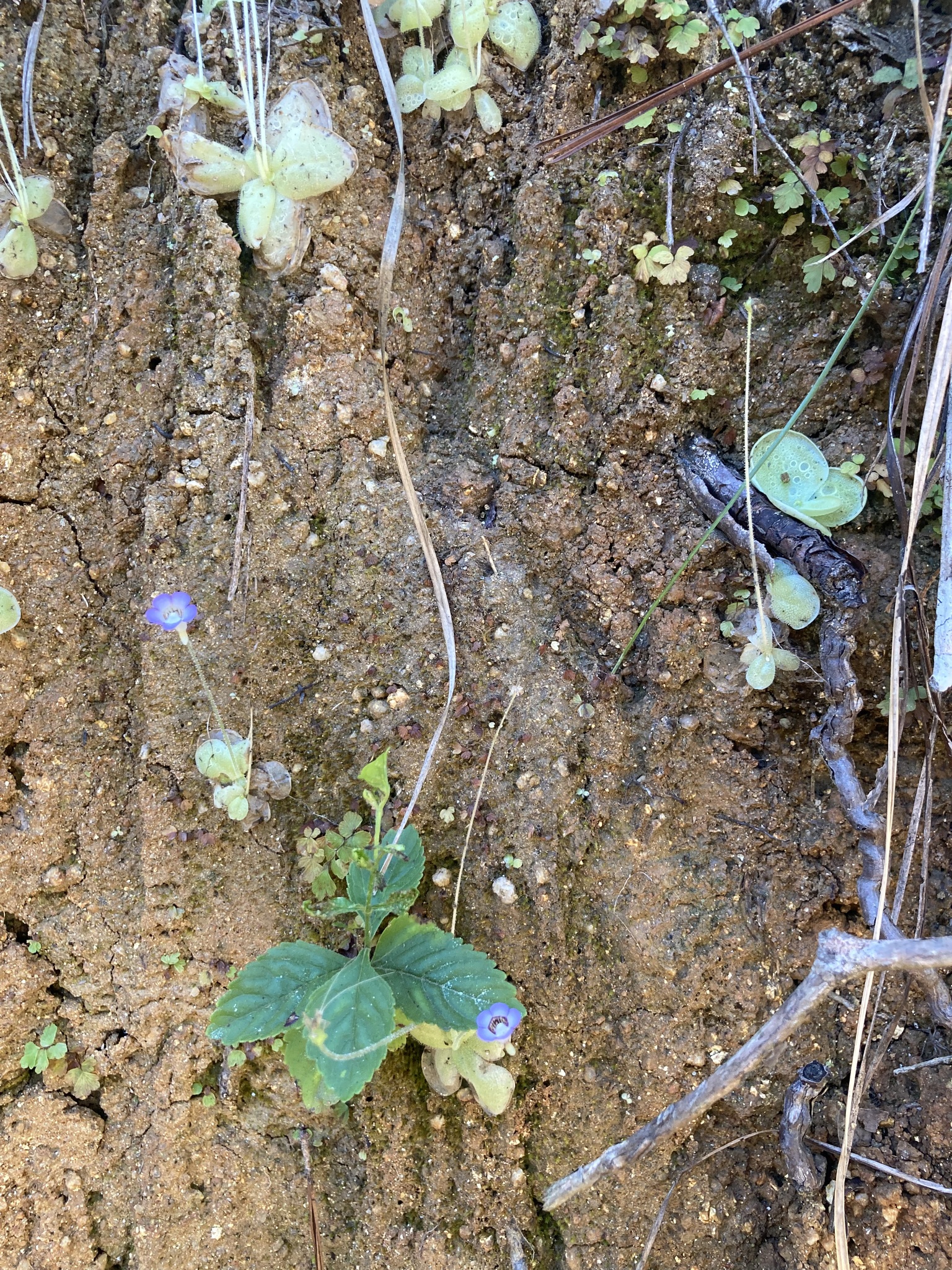 Pinguicula lilacina Schltdl. & Cham.