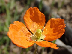 Papaver californicum
