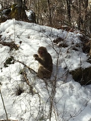 Macaca fuscata fuscata