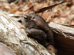 Anaxyrus americanus charlesmithi