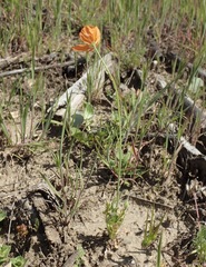 Papaver californicum