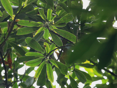 Image of Protorhus longifolia by (c) Wynand Uys, some rights reserved (CC BY)