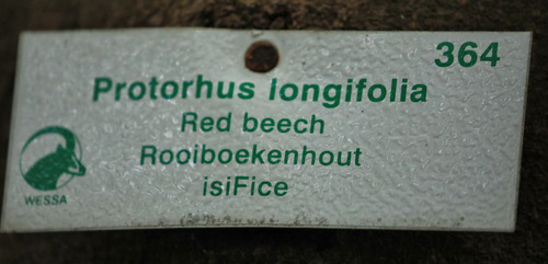 Image of Protorhus longifolia by (c) Wynand Uys, some rights reserved (CC BY)
