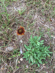 Gaillardia suavis