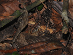 Minervarya kirtisinghei