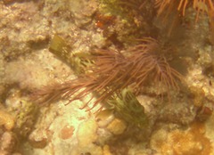 Mycteroperca bonaci