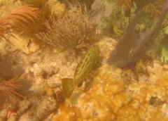 Mycteroperca bonaci