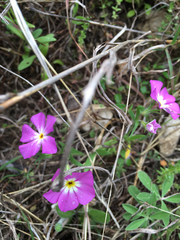 Phlox roemeriana