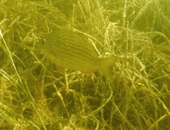 Archosargus rhomboidalis