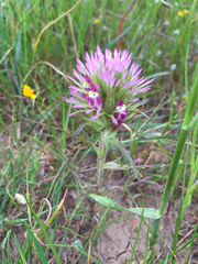 Castilleja densiflora densiflora