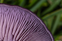 Agaricales