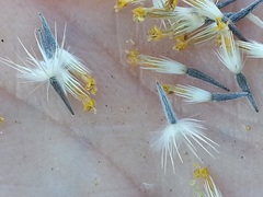 Layia glandulosa