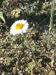 Layia glandulosa