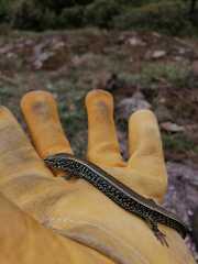 Dwarf Alligator Lizard photo 5