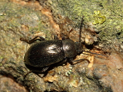 Stenomax aeneus