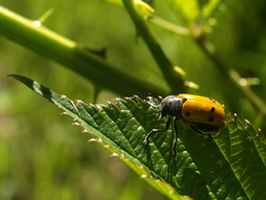 Lachnaia sexpunctata