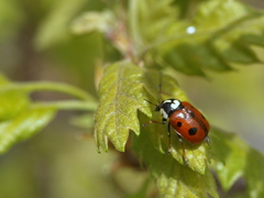 Cryptocephalus cordiger