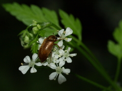 Byturus tomentosus