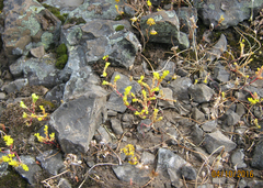 Sedum nanifolium