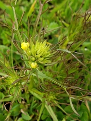 Castilleja rubicundula