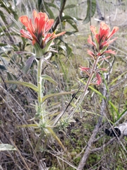 Castilleja foliolosa