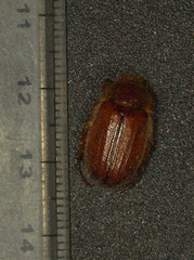 Amphimallon solstitiale